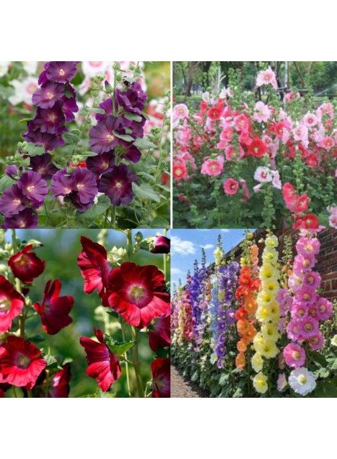 الواحة-TH 1000 بذرة من زهور الخطمي ذات البتلات المزدوجة بألوان متنوعة - Image 2